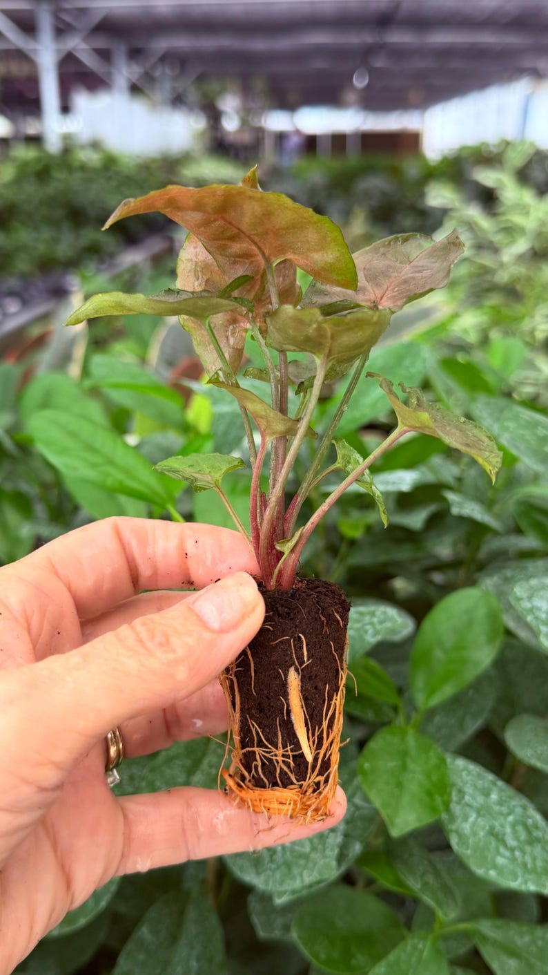 Syngonium Maria Allusion 2 Exact Live Starter Plants – Syngonium podophyllum ‘Maria Allusion’ 2” Bare Root