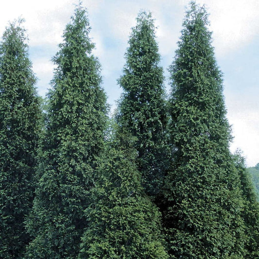 Green Giant Arborvitae Plant 4" Container Thuja Green Giant Evergreen for Hedges, Full Sun to Partial Shade