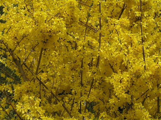 Lynwood Gold Forsythia Shrubs - 2 Pack, Bright Yellow Flowers, Forsythia x intermedia 'Lynwood', 4" Container
