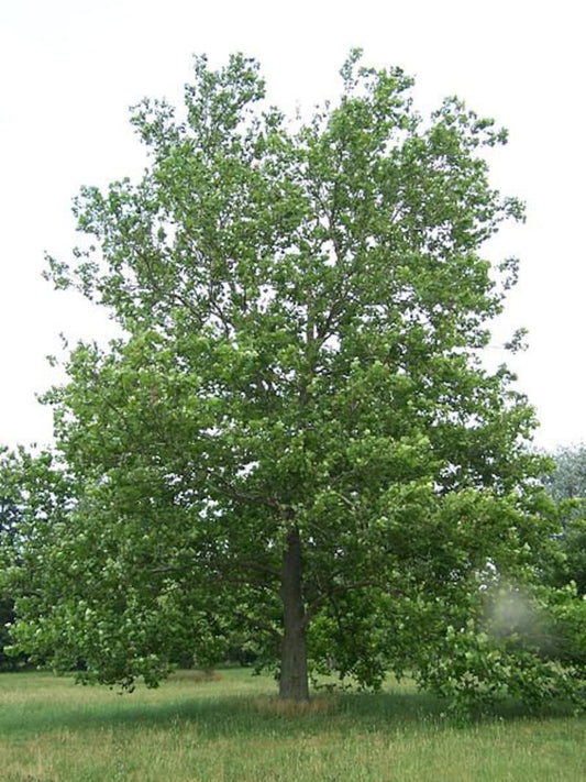 American Plane Tree 4" Container Sycamore Platanus Occidentalis - 2 Bareroot Trees for Landscaping & Shade