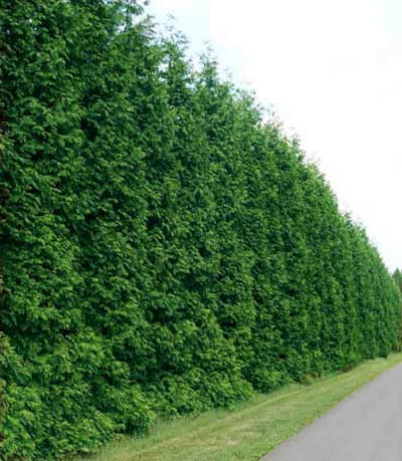 Emerald Green Arborvitae Plants - 2 Pack, Thuja Occidentalis 'Emerald', 3" Container, Evergreen, Ideal for Zones 3-7
