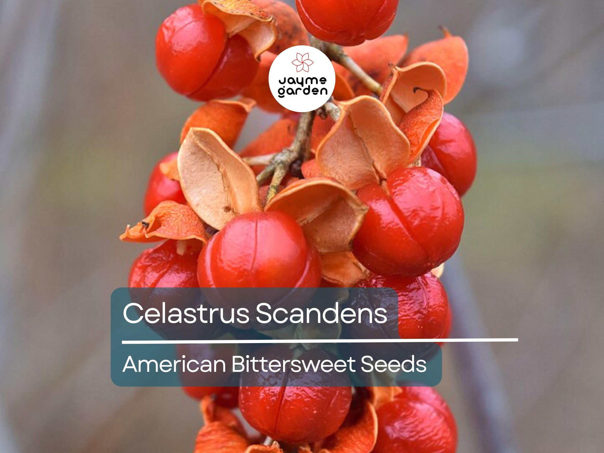 30 Seeds Celastrus Scandens | American Bittersweet Seeds for Planting | Vigorous Climbing Vine | Bright Berries | Ornamental Garden Plant