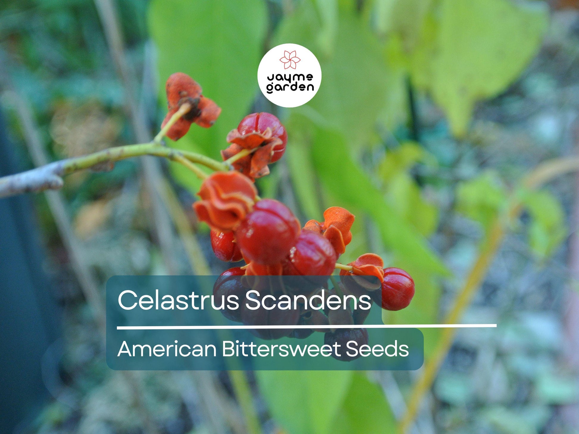 30 Seeds Celastrus Scandens | American Bittersweet Seeds for Planting | Vigorous Climbing Vine | Bright Berries | Ornamental Garden Plant