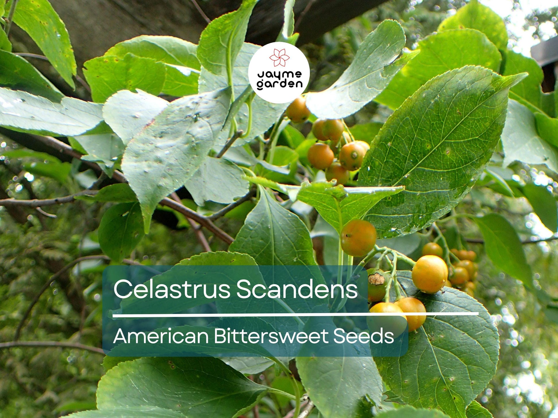 30 Seeds Celastrus Scandens | American Bittersweet Seeds for Planting | Vigorous Climbing Vine | Bright Berries | Ornamental Garden Plant