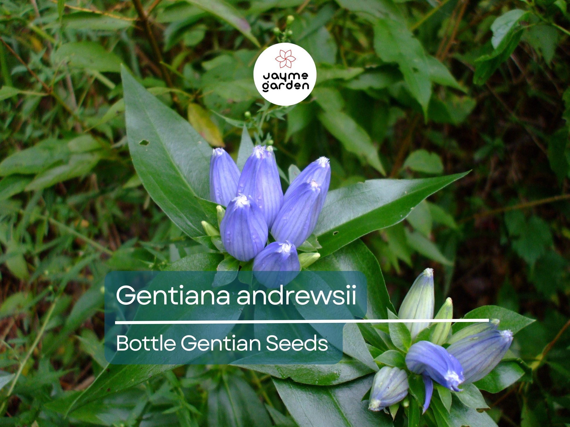 750 Seeds Gentiana Andrewsii | Bottle Gentian Seeds for Planting | Native Blue Wildflower | Pollinator-Friendly Perennial Gardens & Meadows