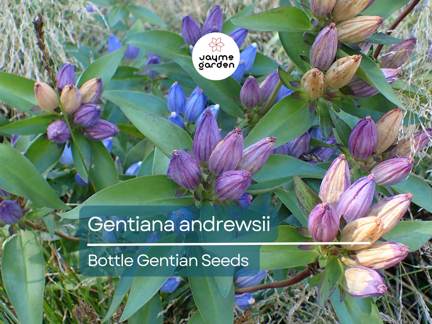 750 Seeds Gentiana Andrewsii | Bottle Gentian Seeds for Planting | Native Blue Wildflower | Pollinator-Friendly Perennial Gardens & Meadows