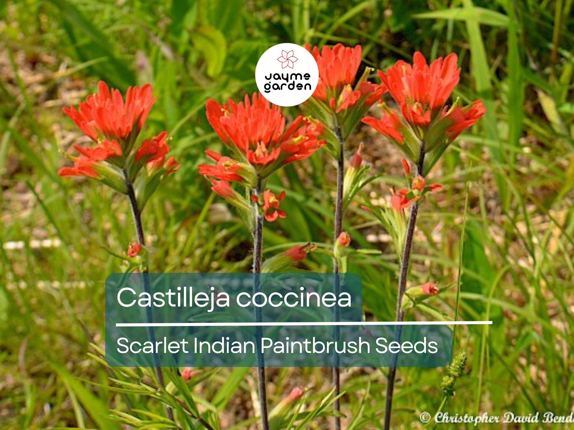 300 Seeds Castilleja Coccinea | Scarlet Indian Paintbrush Seeds for Planting | Native Wildflower | Bright Red Blooms | Pollinator Friendly