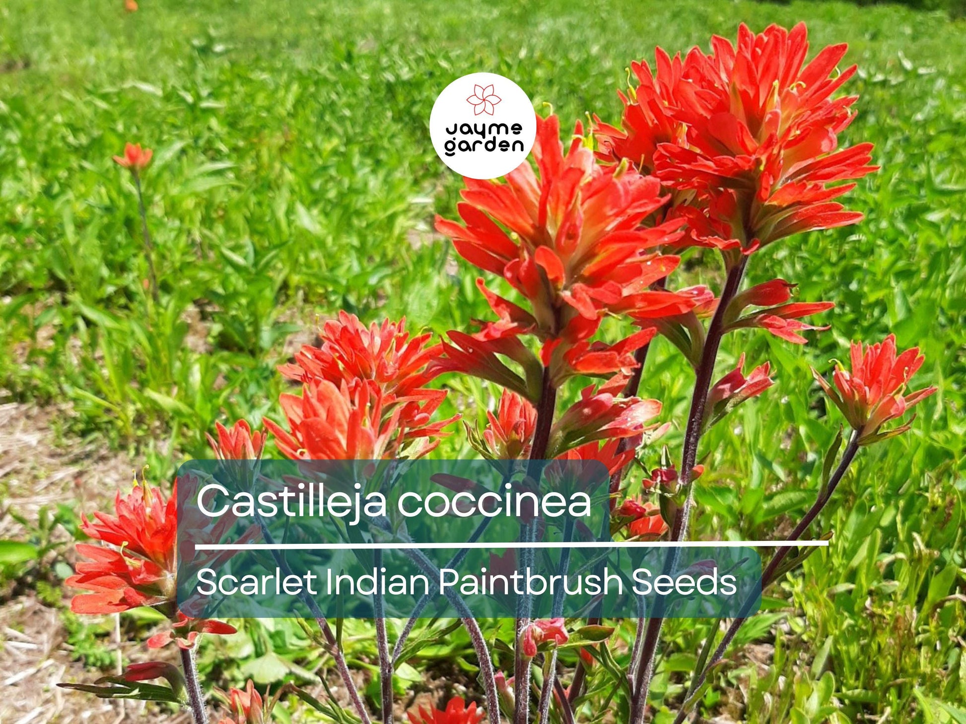300 Seeds Castilleja Coccinea | Scarlet Indian Paintbrush Seeds for Planting | Native Wildflower | Bright Red Blooms | Pollinator Friendly