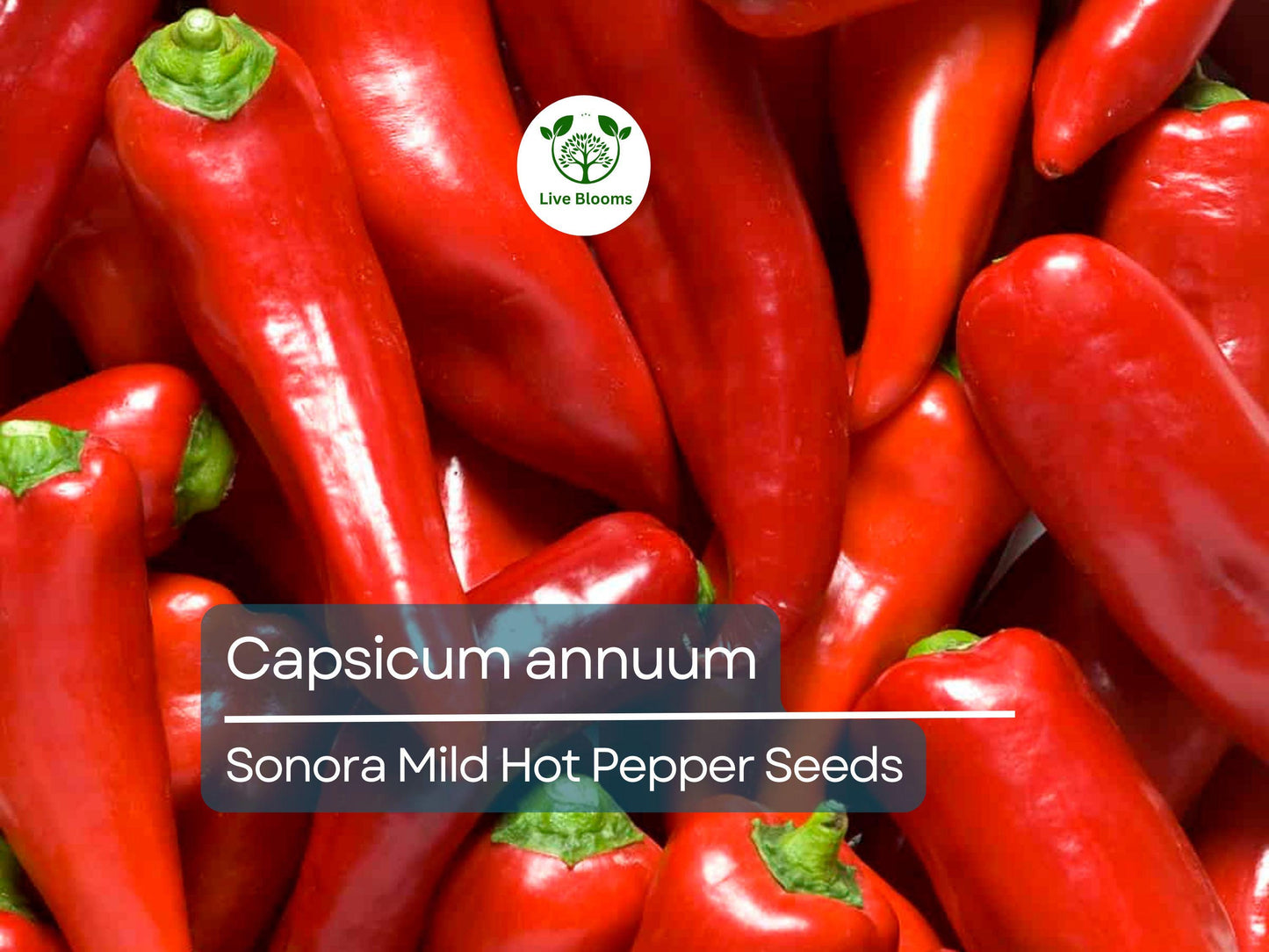 250 mg Sonora Mild Hot Pepper Seeds - Capsicum annuum | Heirloom Pepper for Planting, Gardening & Cooking | Mild Heat, Great Flavor