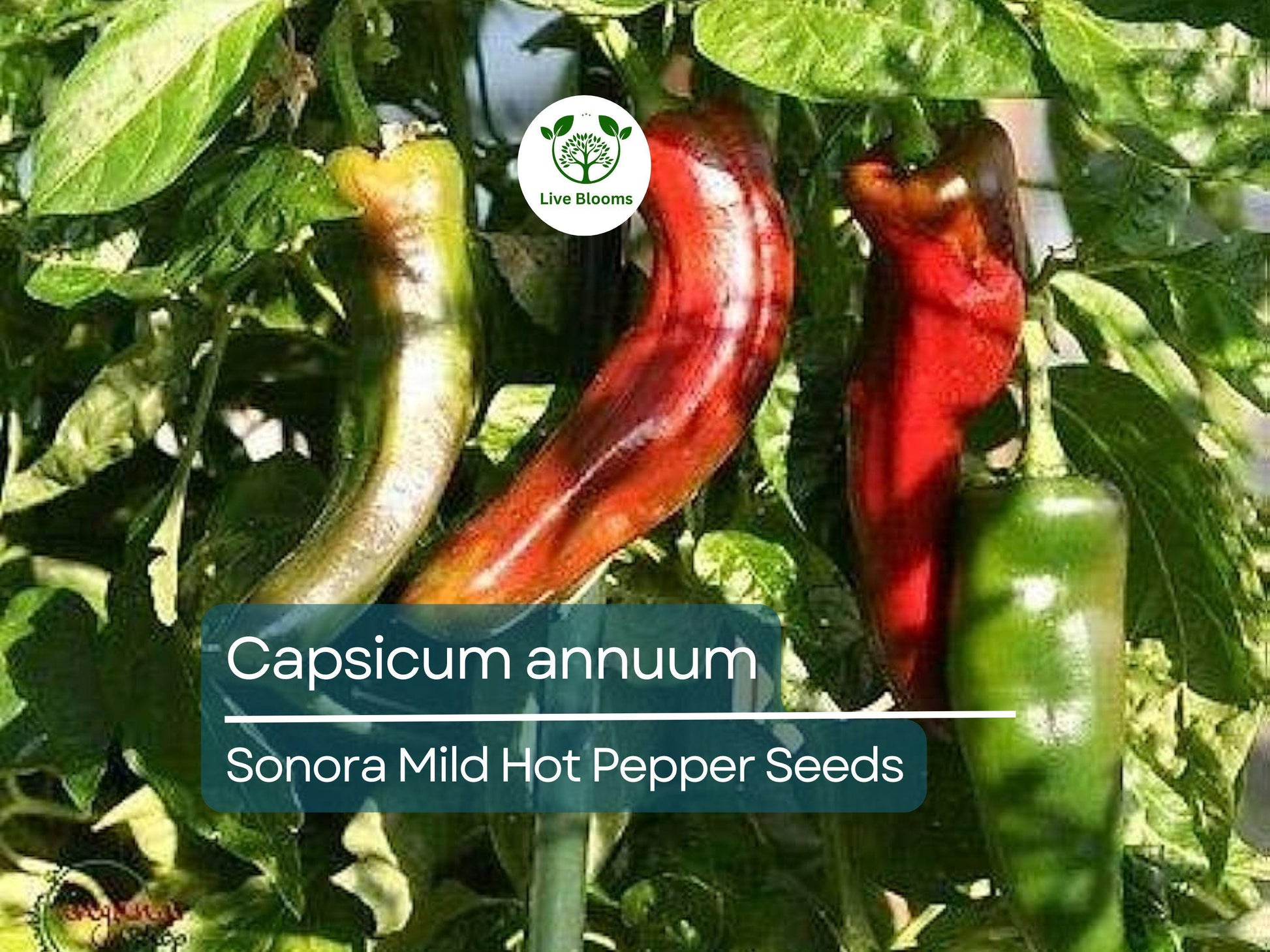 250 mg Sonora Mild Hot Pepper Seeds - Capsicum annuum | Heirloom Pepper for Planting, Gardening & Cooking | Mild Heat, Great Flavor