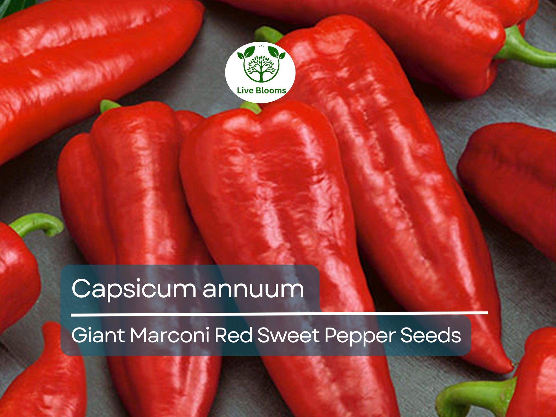 250 mg Giant Marconi Red Sweet Pepper Seeds - Capsicum annuum | Heirloom Sweet Pepper for Planting, Gardening & Culinary Use