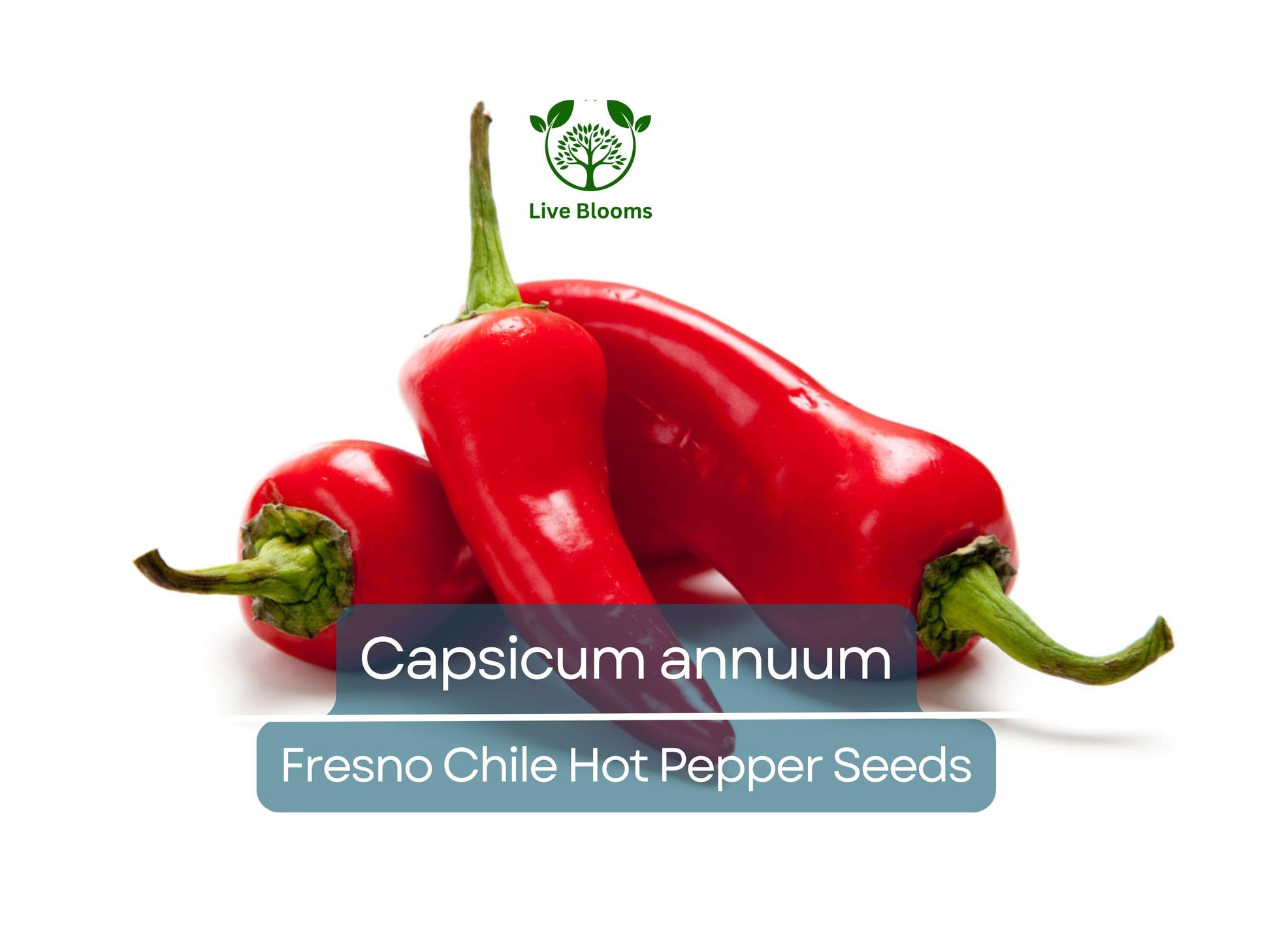 250 mg Fresno Chile Hot Pepper Seeds - Capsicum annuum | Heirloom Pepper for Planting, Spicy and Flavorful, Great for Salsas & Cooking