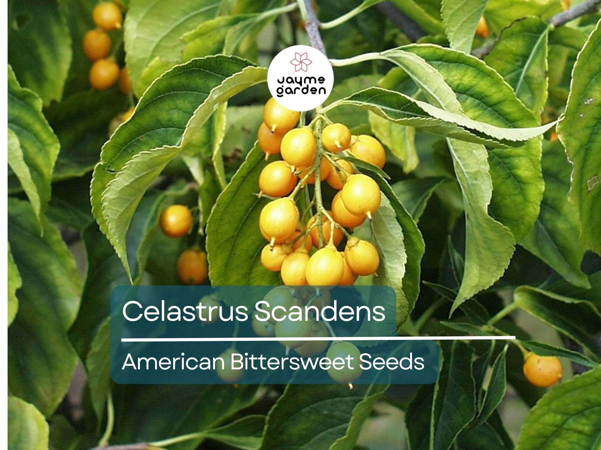 30 Seeds Celastrus Scandens | American Bittersweet Seeds for Planting | Vigorous Climbing Vine | Bright Berries | Ornamental Garden Plant