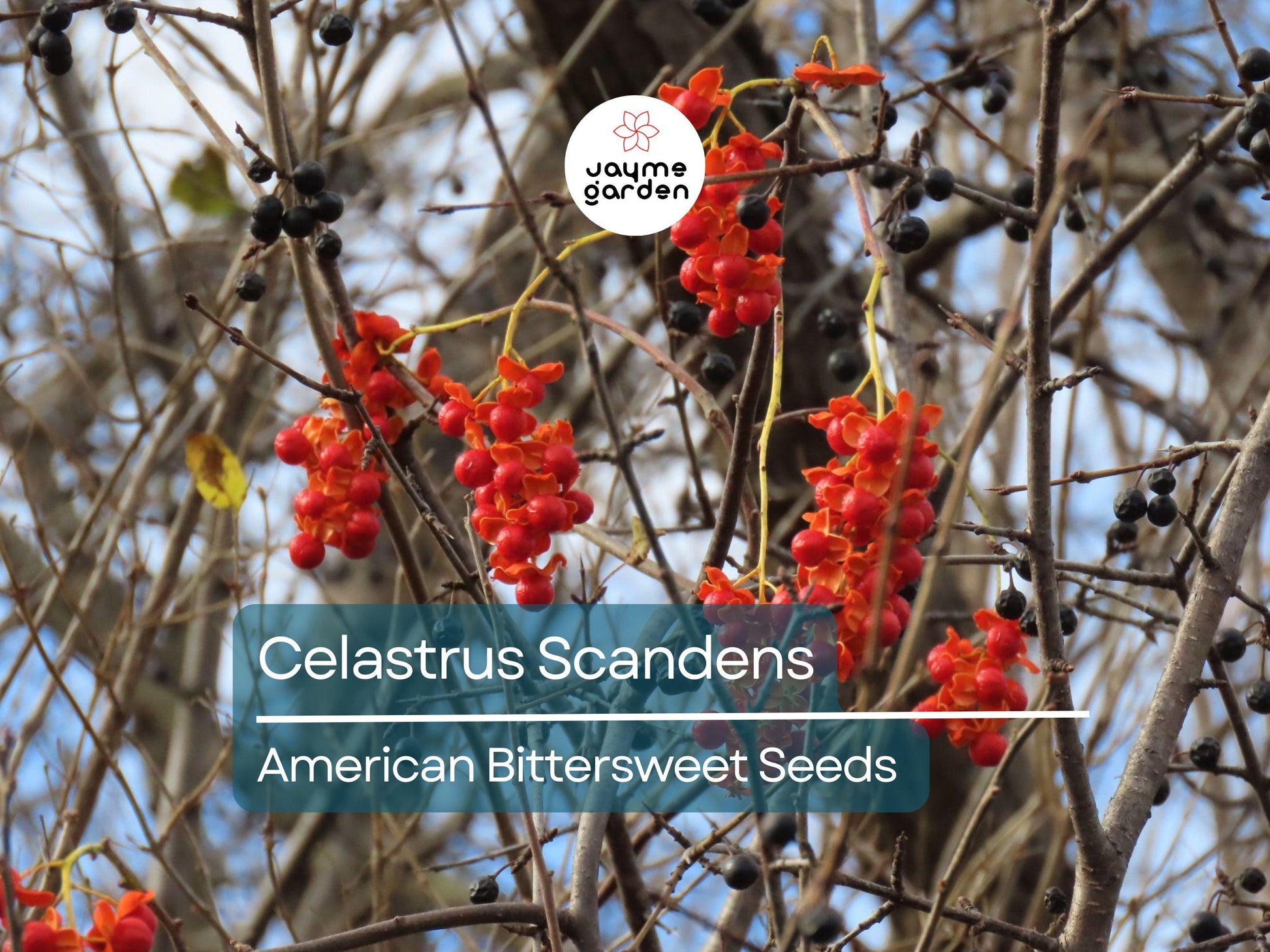 30 Seeds Celastrus Scandens | American Bittersweet Seeds for Planting | Vigorous Climbing Vine | Bright Berries | Ornamental Garden Plant