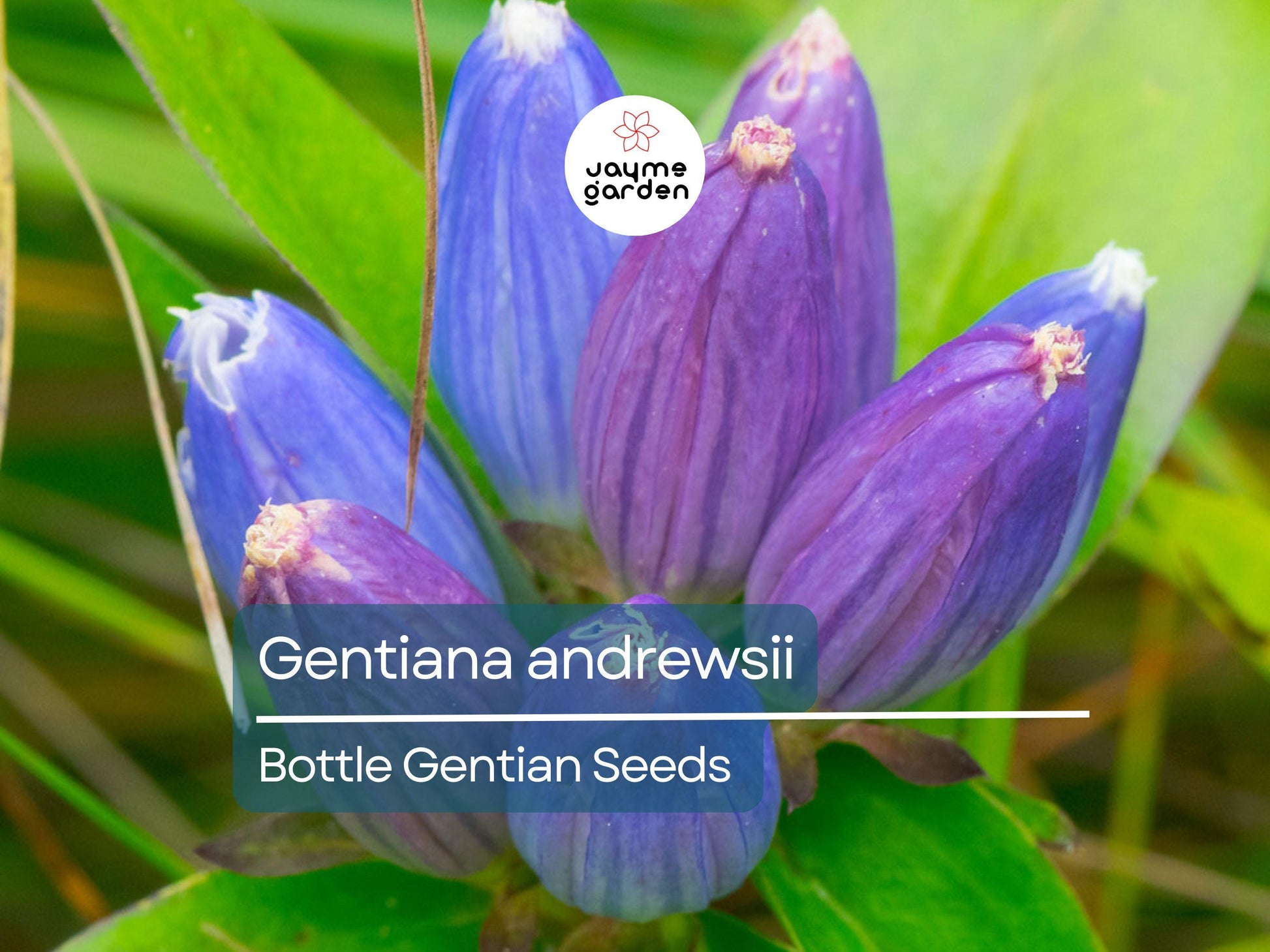 750 Seeds Gentiana Andrewsii | Bottle Gentian Seeds for Planting | Native Blue Wildflower | Pollinator-Friendly Perennial Gardens & Meadows