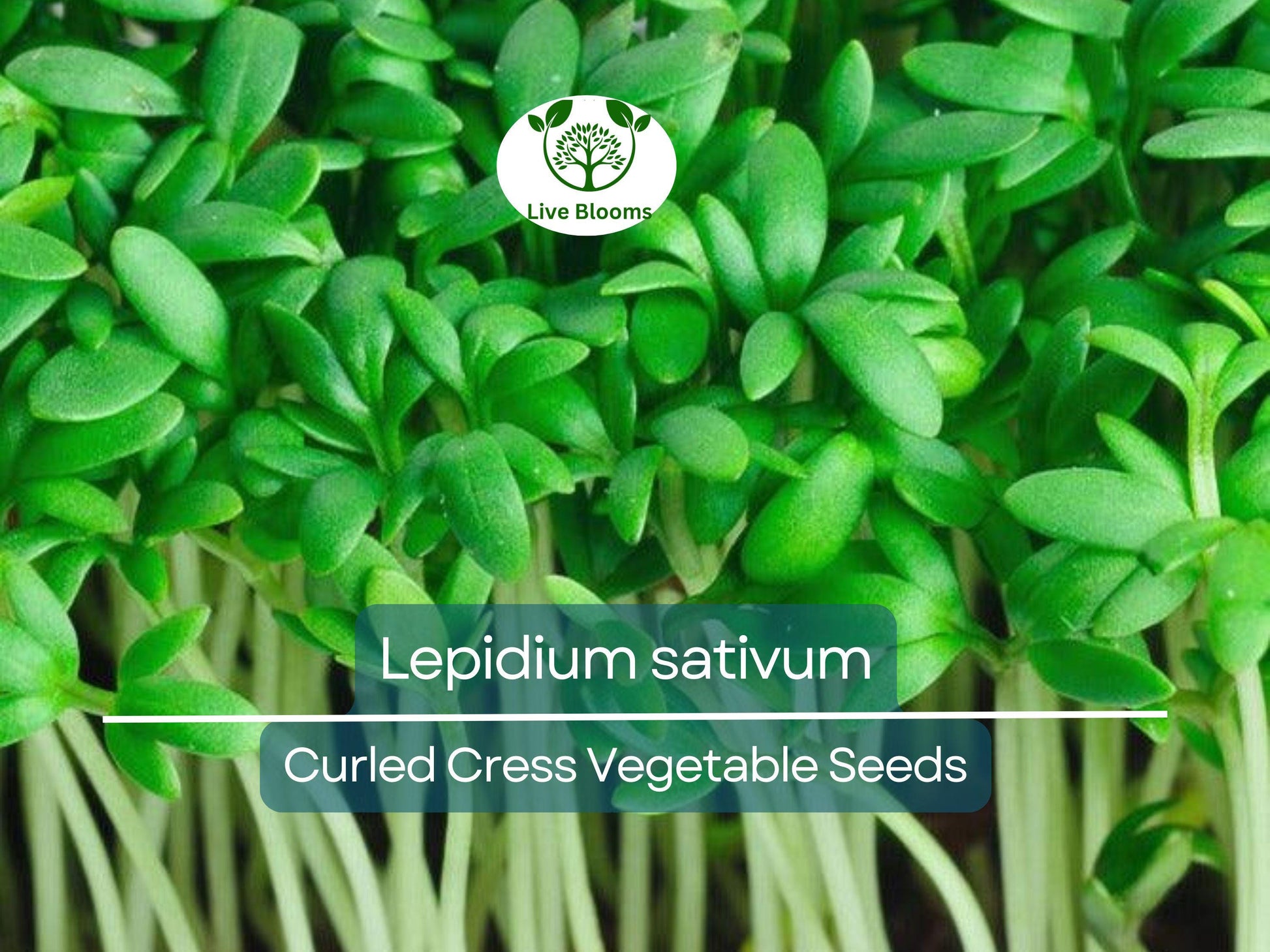 800 Seeds Curled Cress / Pepper Cress / Garden Cress - Lepidium sativum | Heirloom Seeds for Planting & Fresh, Tangy Harvest