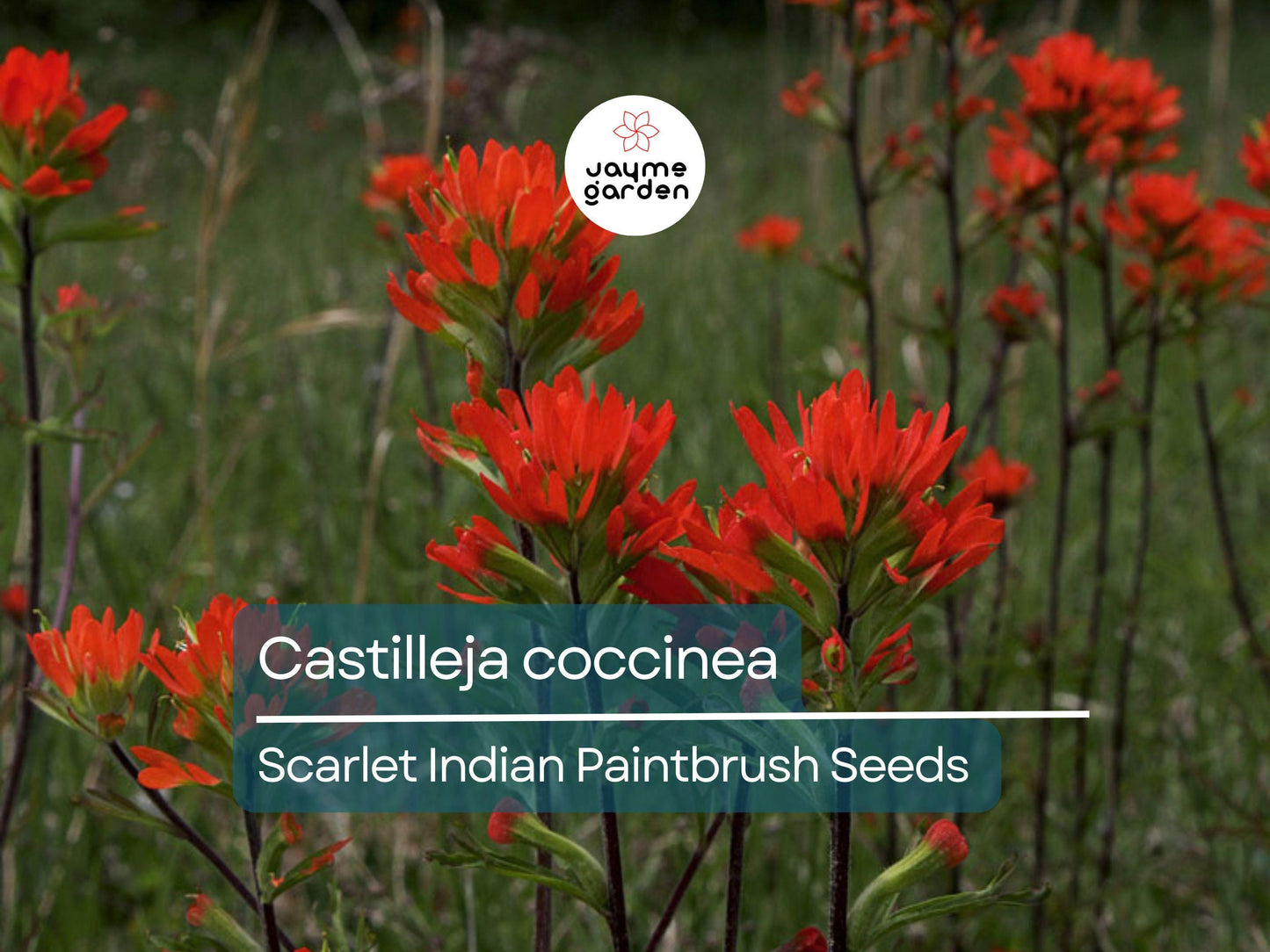 300 Seeds Castilleja Coccinea | Scarlet Indian Paintbrush Seeds for Planting | Native Wildflower | Bright Red Blooms | Pollinator Friendly