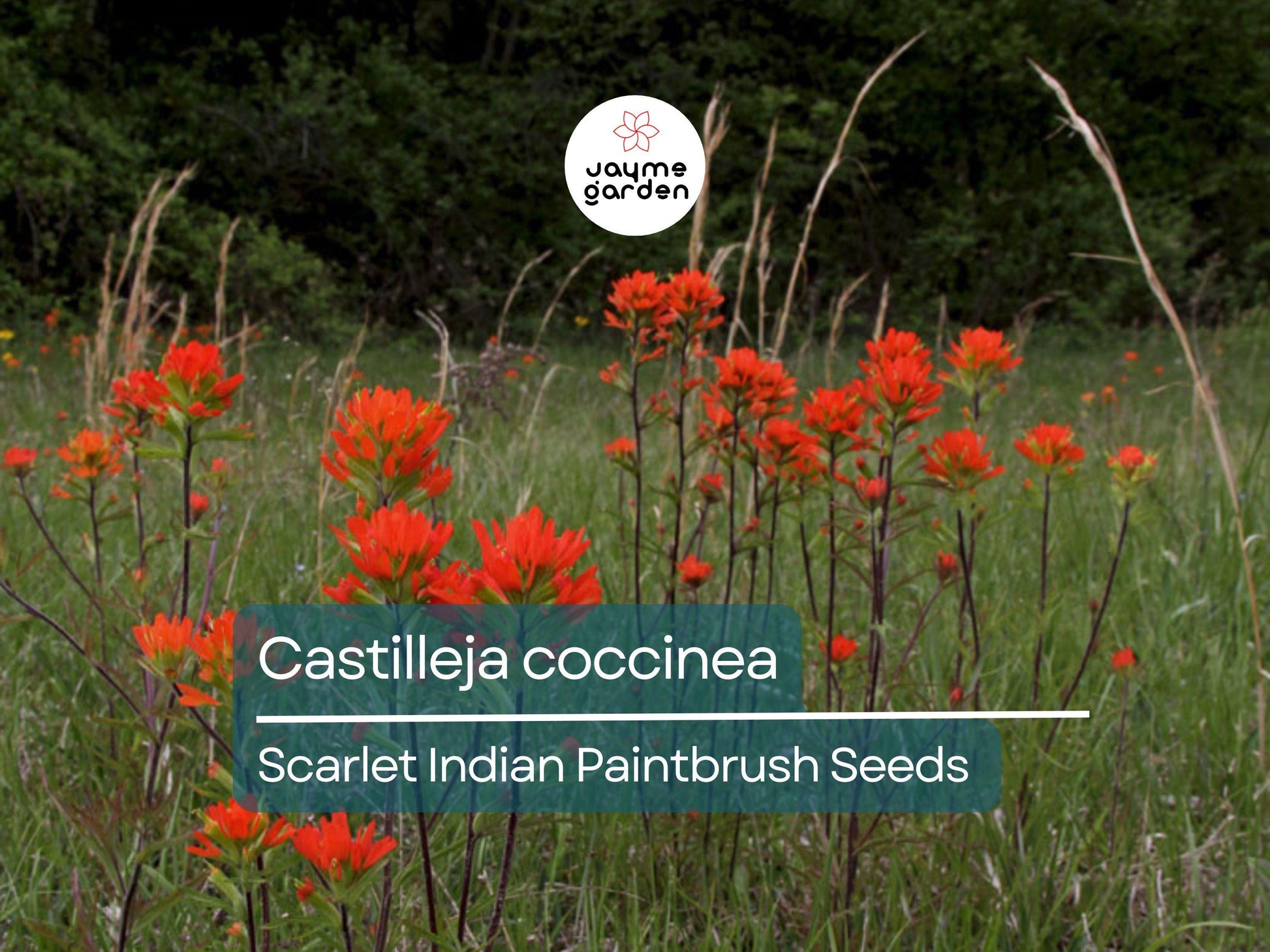 300 Seeds Castilleja Coccinea | Scarlet Indian Paintbrush Seeds for Planting | Native Wildflower | Bright Red Blooms | Pollinator Friendly