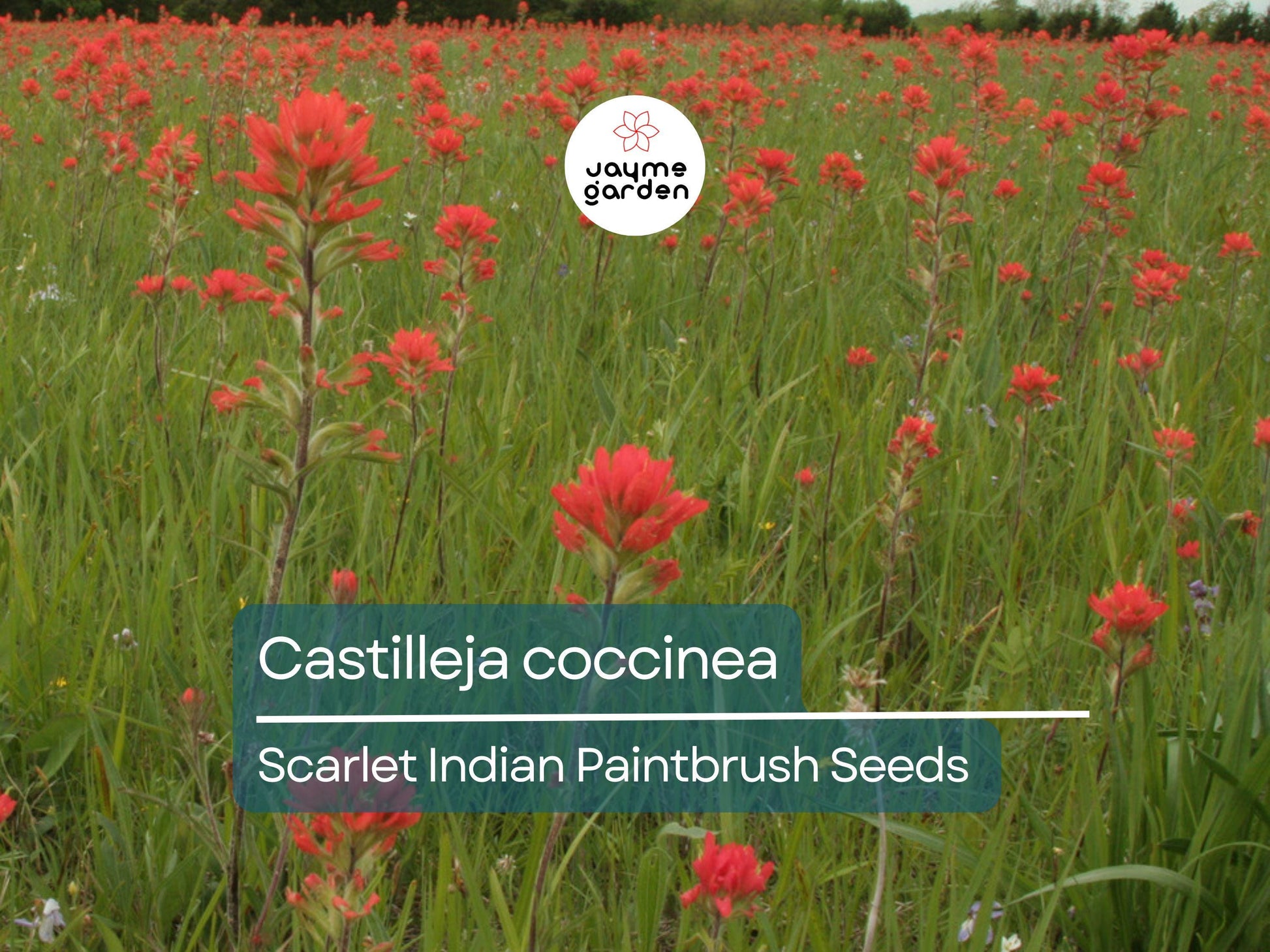 300 Seeds Castilleja Coccinea | Scarlet Indian Paintbrush Seeds for Planting | Native Wildflower | Bright Red Blooms | Pollinator Friendly