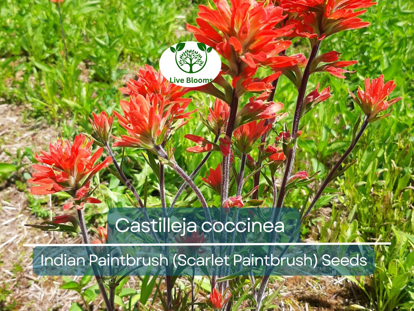 300 Seeds Castilleja coccinea Indian Paintbrush (Scarlet Paintbrush) – Wildflower for Planting, Vibrant Red Flowers, Native American Garden
