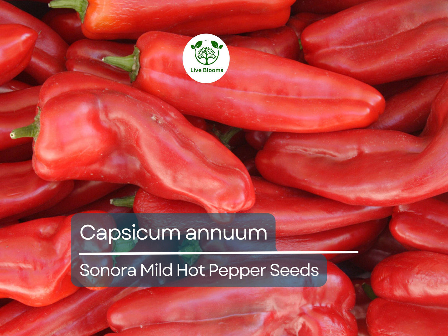 250 mg Sonora Mild Hot Pepper Seeds - Capsicum annuum | Heirloom Pepper for Planting, Gardening & Cooking | Mild Heat, Great Flavor