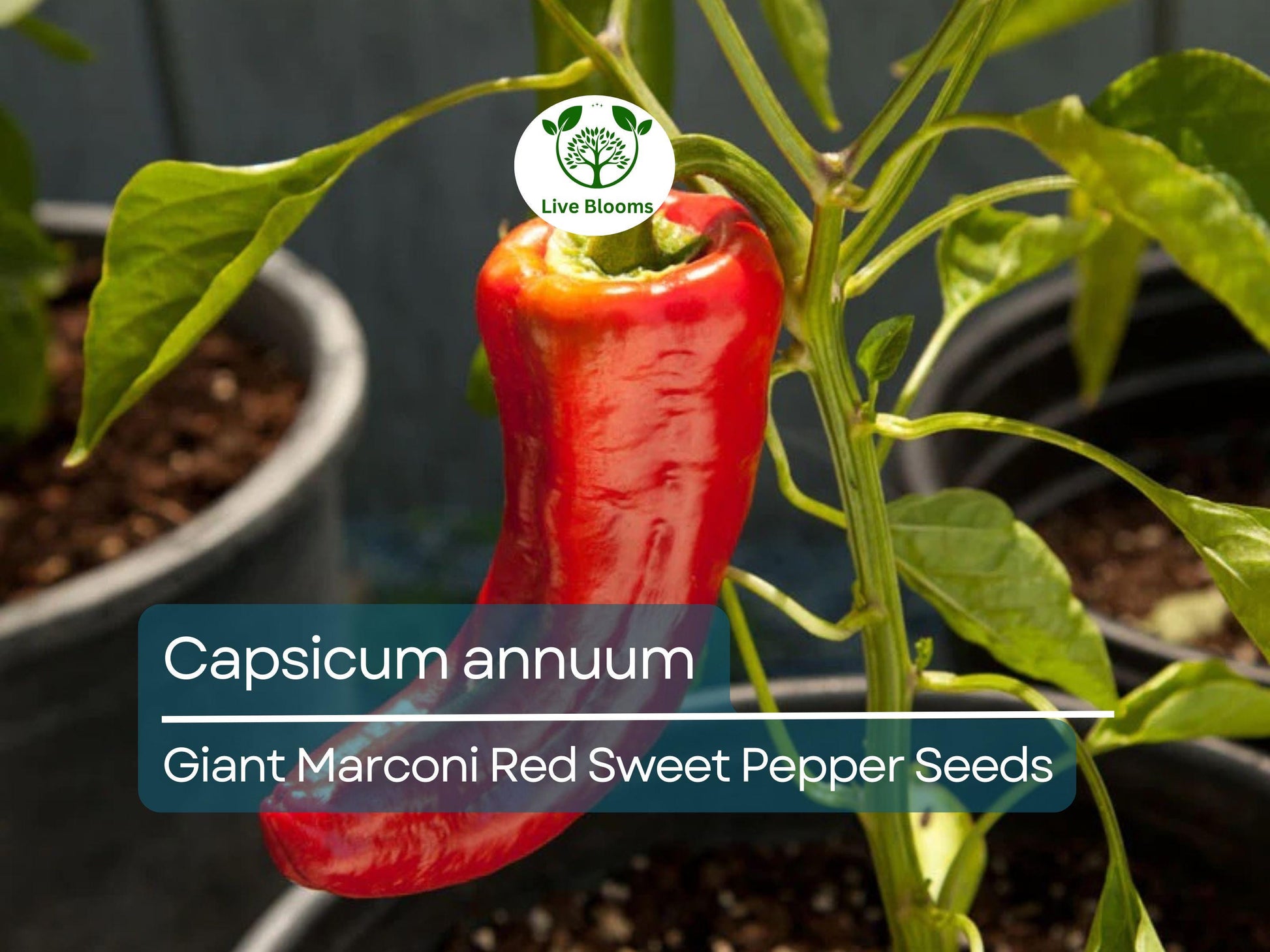 250 mg Giant Marconi Red Sweet Pepper Seeds - Capsicum annuum | Heirloom Sweet Pepper for Planting, Gardening & Culinary Use