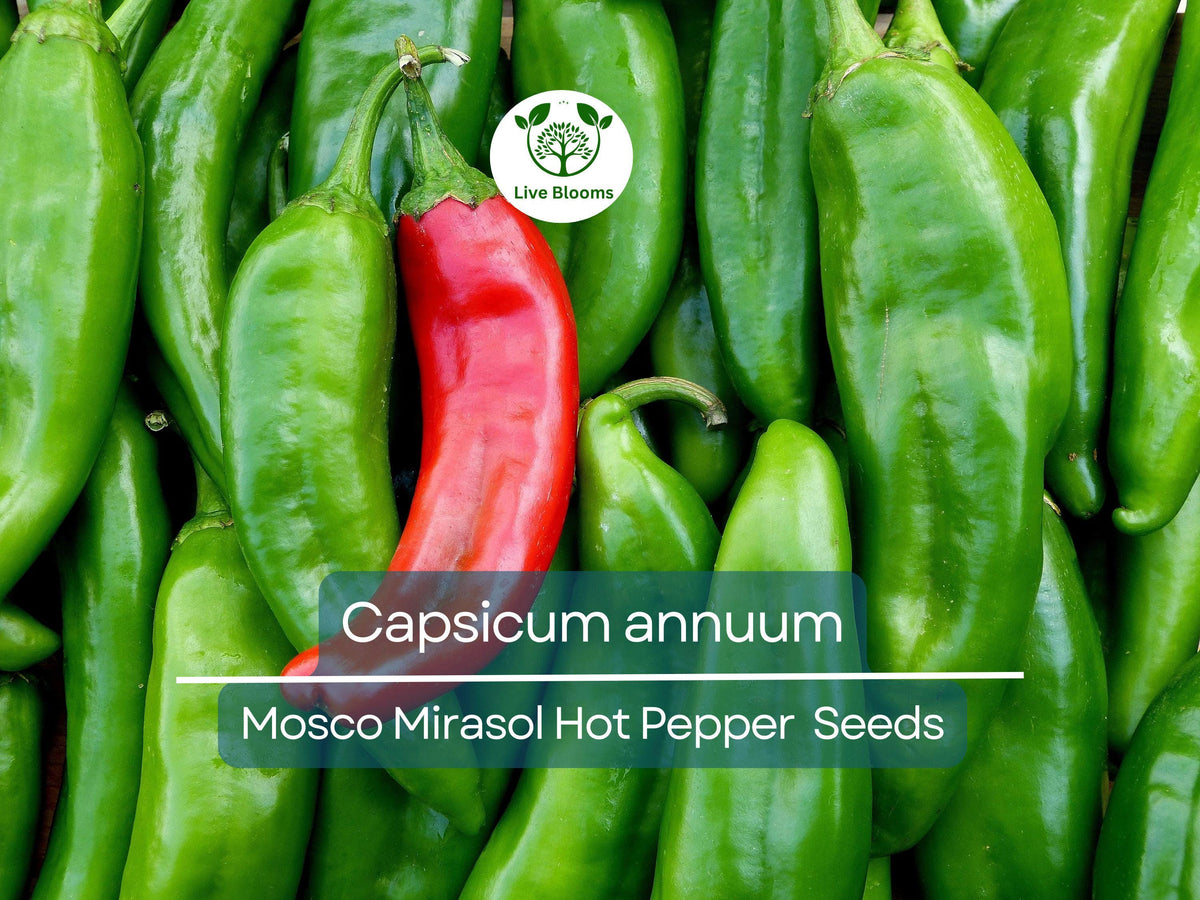 250 mg of Mosco Mirasol Chile Seeds - Pueblo Guajillo Hot Pepper | Cap ...
