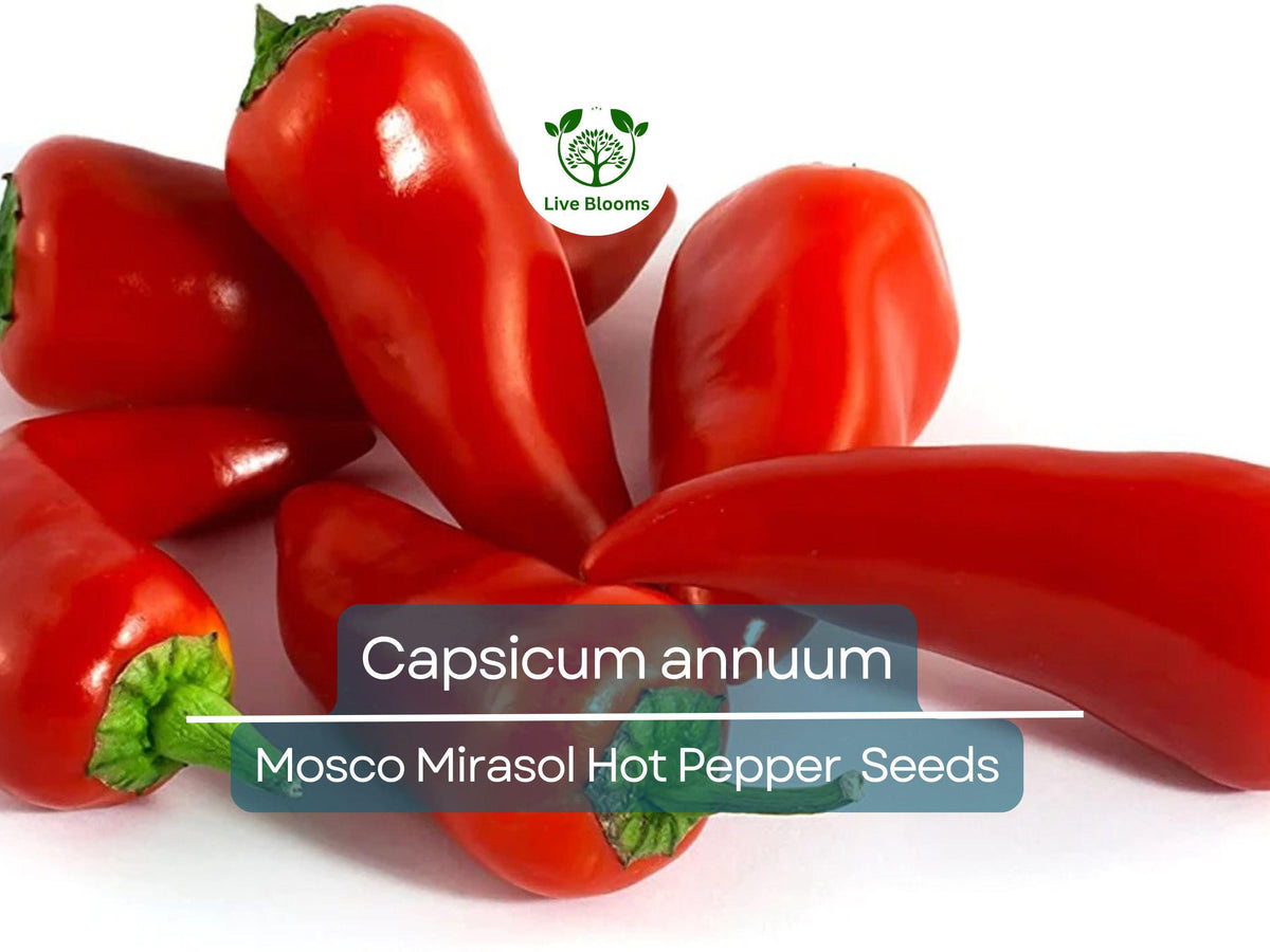 M Rasol Ror 250 mg of Mosco Mirasol Chile Seeds - Pueblo Guajillo Hot Pepper | Cap ...