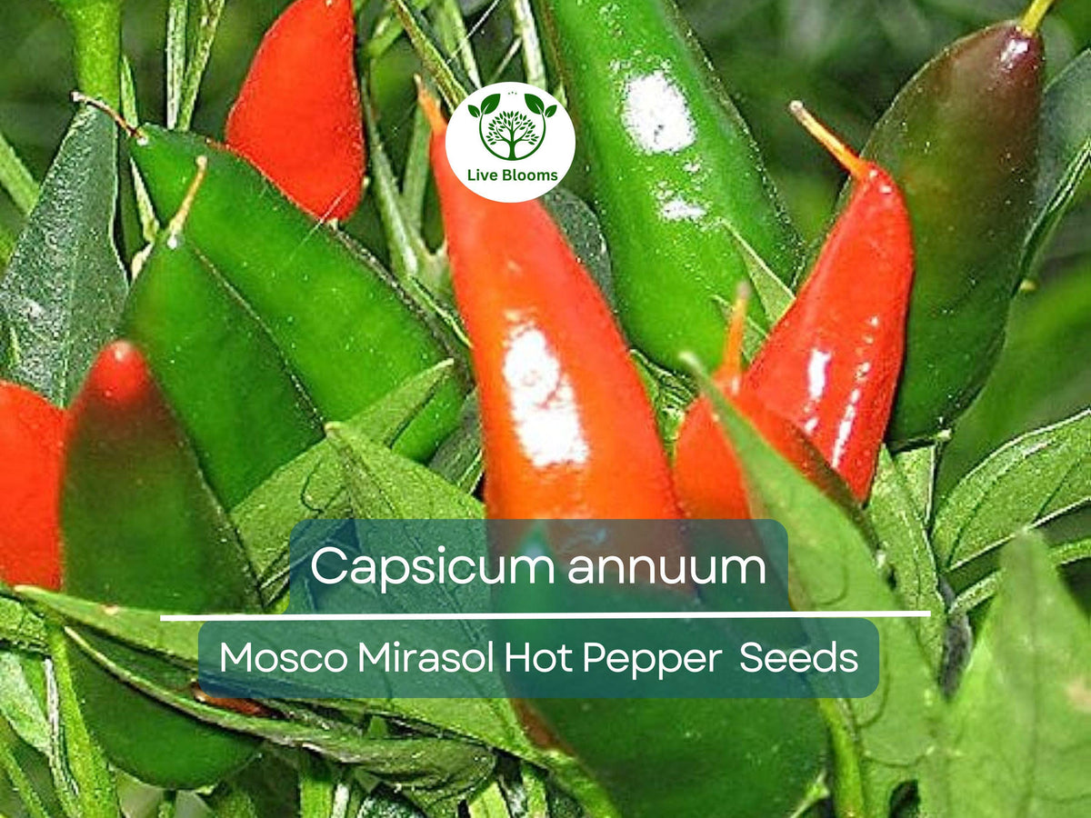 250 mg of Mosco Mirasol Chile Seeds - Pueblo Guajillo Hot Pepper | Cap ...