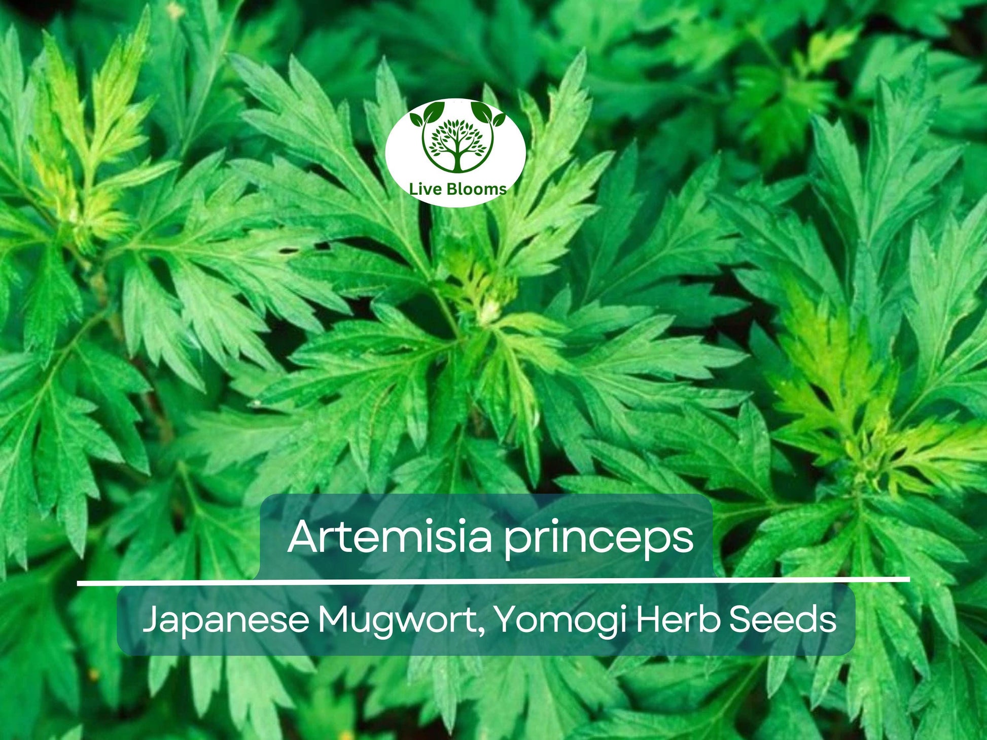 100 Seeds Japanese Mugwort (Artemisia princeps, Yomogi) Herb for Planting | Culinary, Aromatic Herb