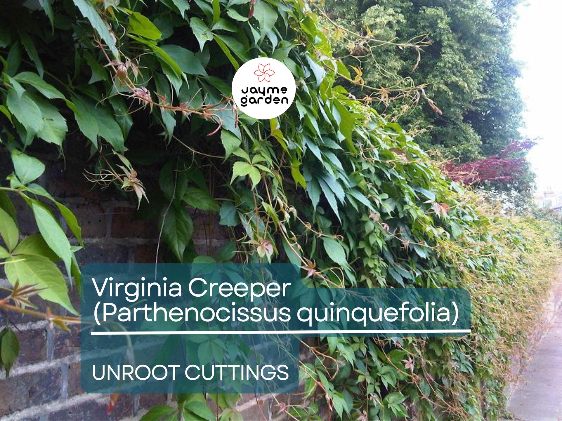 5 Unroot Cuttings Virginia Creeper Vine (Parthenocissus quinquefolia) - Five-Leaved Ivy for Garden, Wall Covering & Outdoor Landscaping