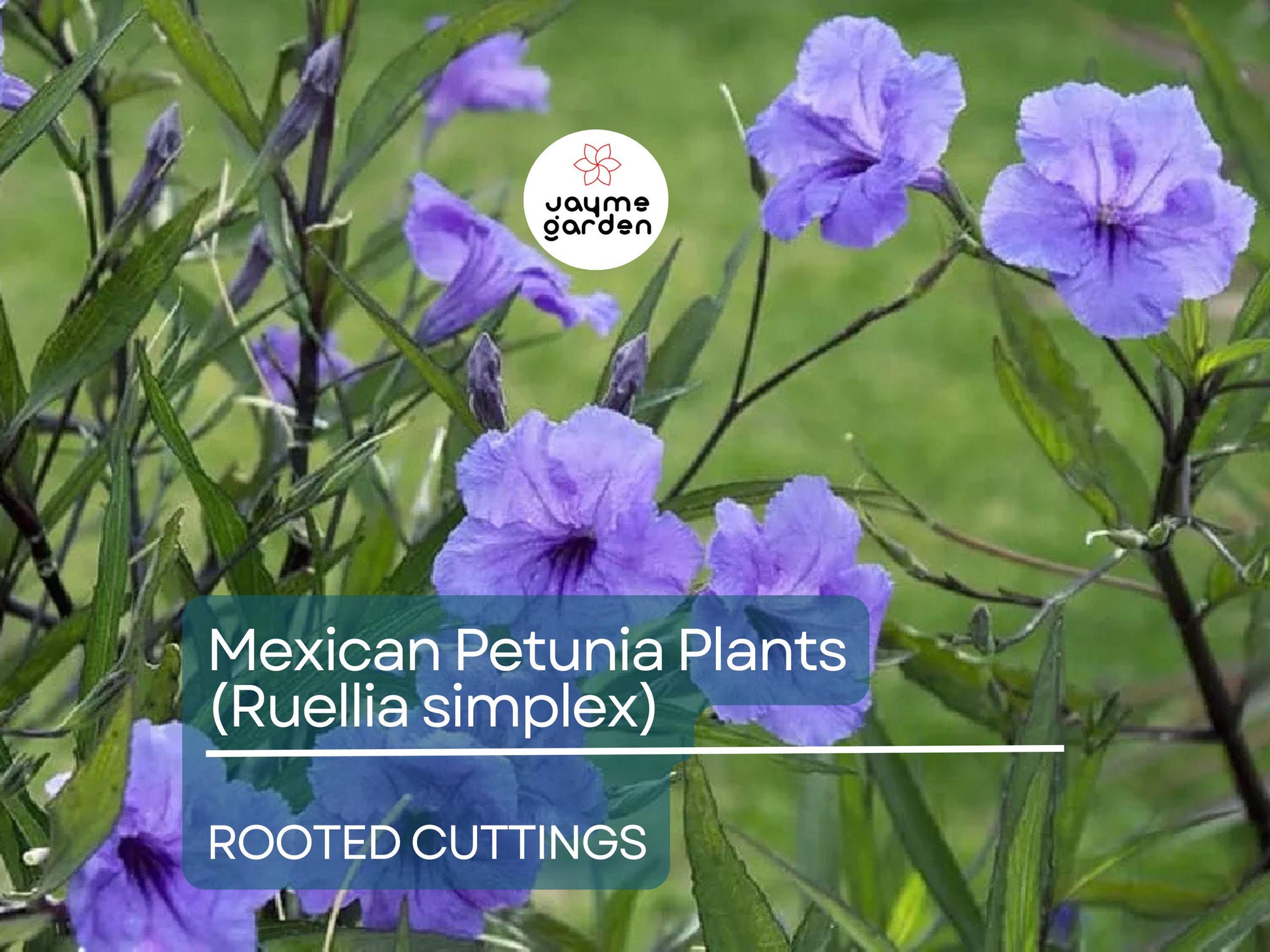 10 Rooted Cuttings Mexican Petunia (Ruellia simplex) - Purple Perennial Flowers - Mexican Bluebell or Britton's Wild Petunia for Garden