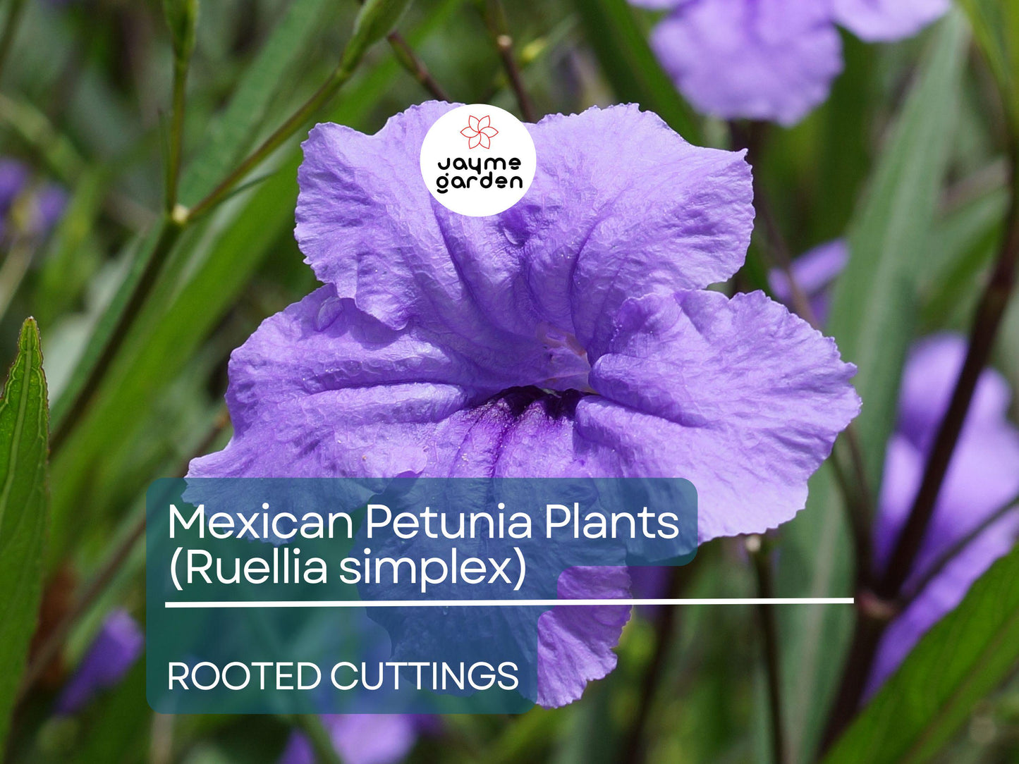 10 Rooted Cuttings Mexican Petunia (Ruellia simplex) - Purple Perennial Flowers - Mexican Bluebell or Britton's Wild Petunia for Garden