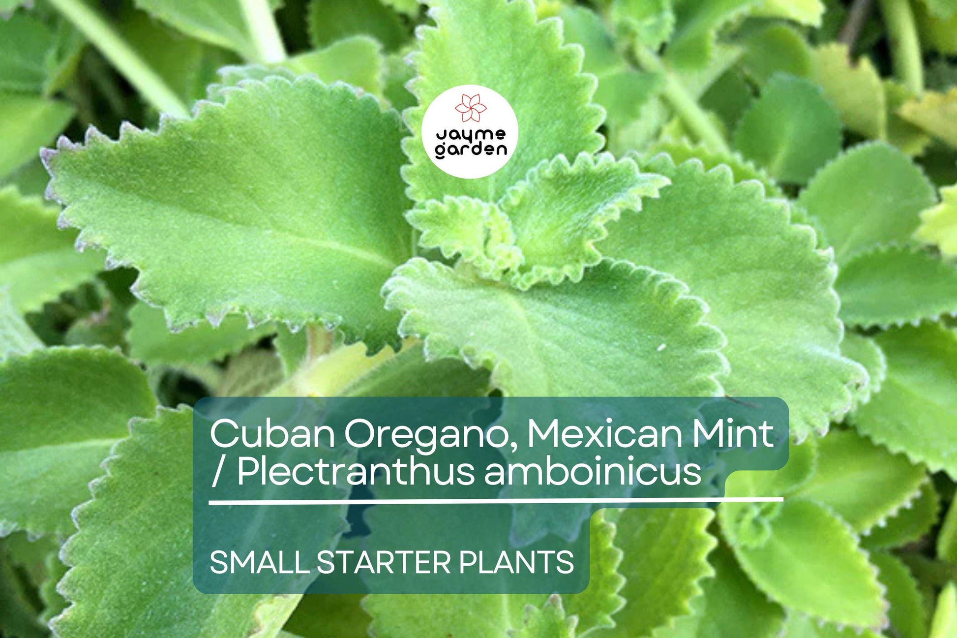 2 Starter Plants Cuban Oregano ~ Mexican Mint - Live Herb 5-7 Inches Tall - Well Rooted Bare Root Jamaican Broadleaf Thyme, Indian Borage