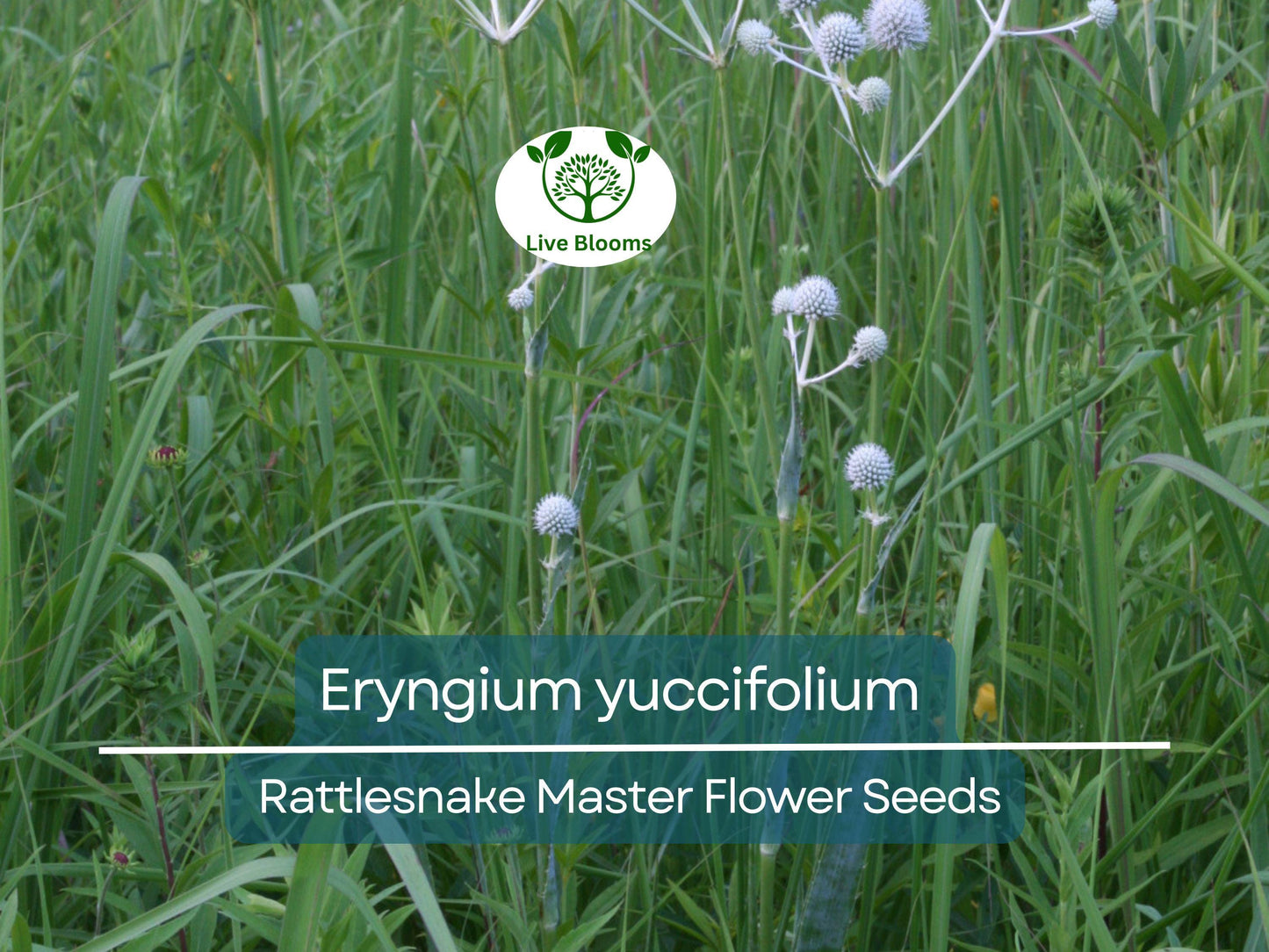 1 Gram Seeds Eryngium yuccifolium (Rattlesnake Master) for Planting | Unique Native Perennial for Gardens, Prairies, and Landscaping