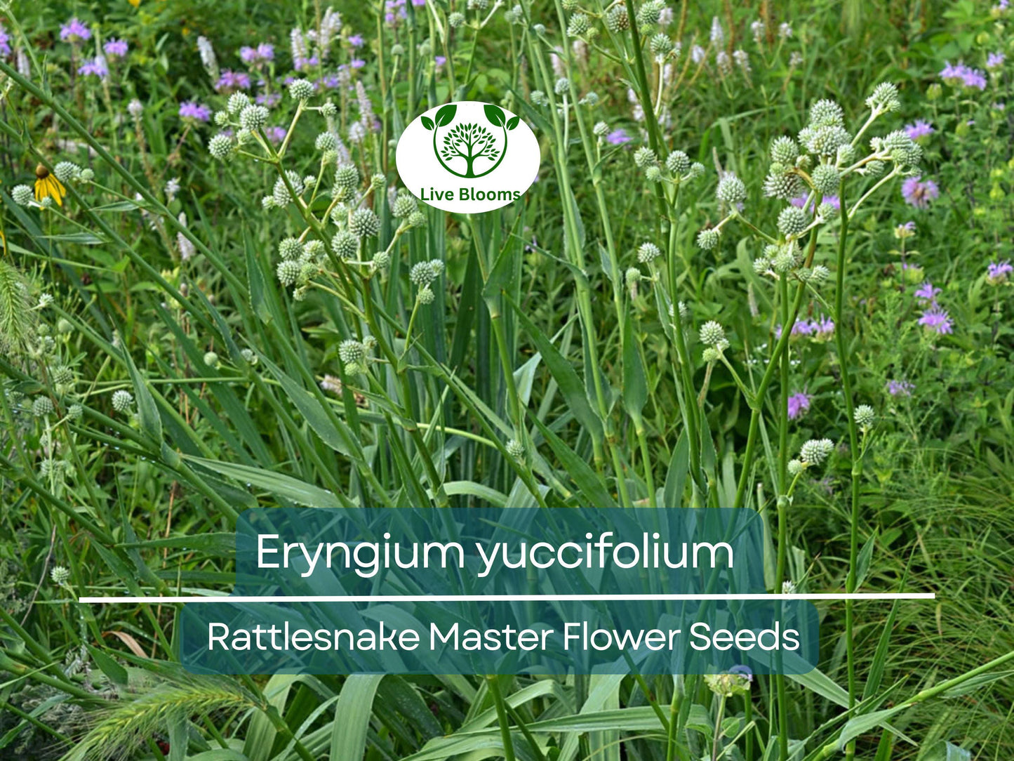 1 Gram Seeds Eryngium yuccifolium (Rattlesnake Master) for Planting | Unique Native Perennial for Gardens, Prairies, and Landscaping
