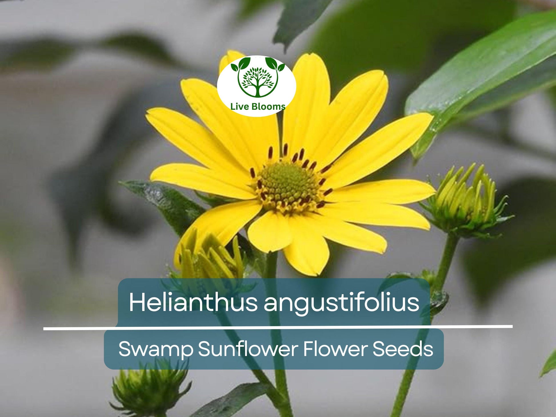 250 mg Seeds Helianthus angustifolius (Swamp Sunflower) for Planting | Vibrant Native Wildflower for Wetlands & Pollinator Gardens