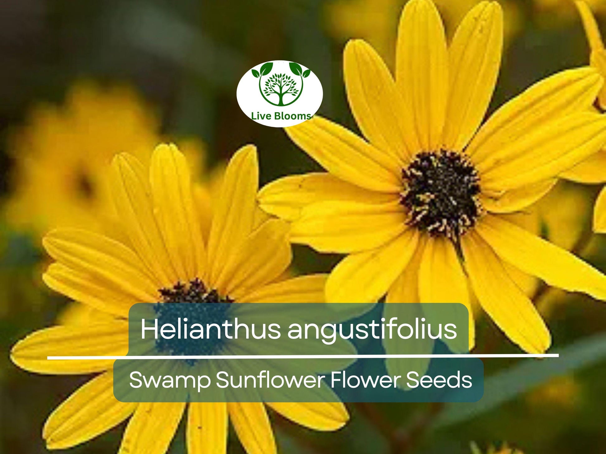250 mg Seeds Helianthus angustifolius (Swamp Sunflower) for Planting | Vibrant Native Wildflower for Wetlands & Pollinator Gardens