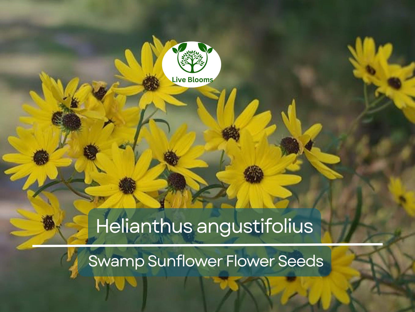 250 mg Seeds Helianthus angustifolius (Swamp Sunflower) for Planting | Vibrant Native Wildflower for Wetlands & Pollinator Gardens