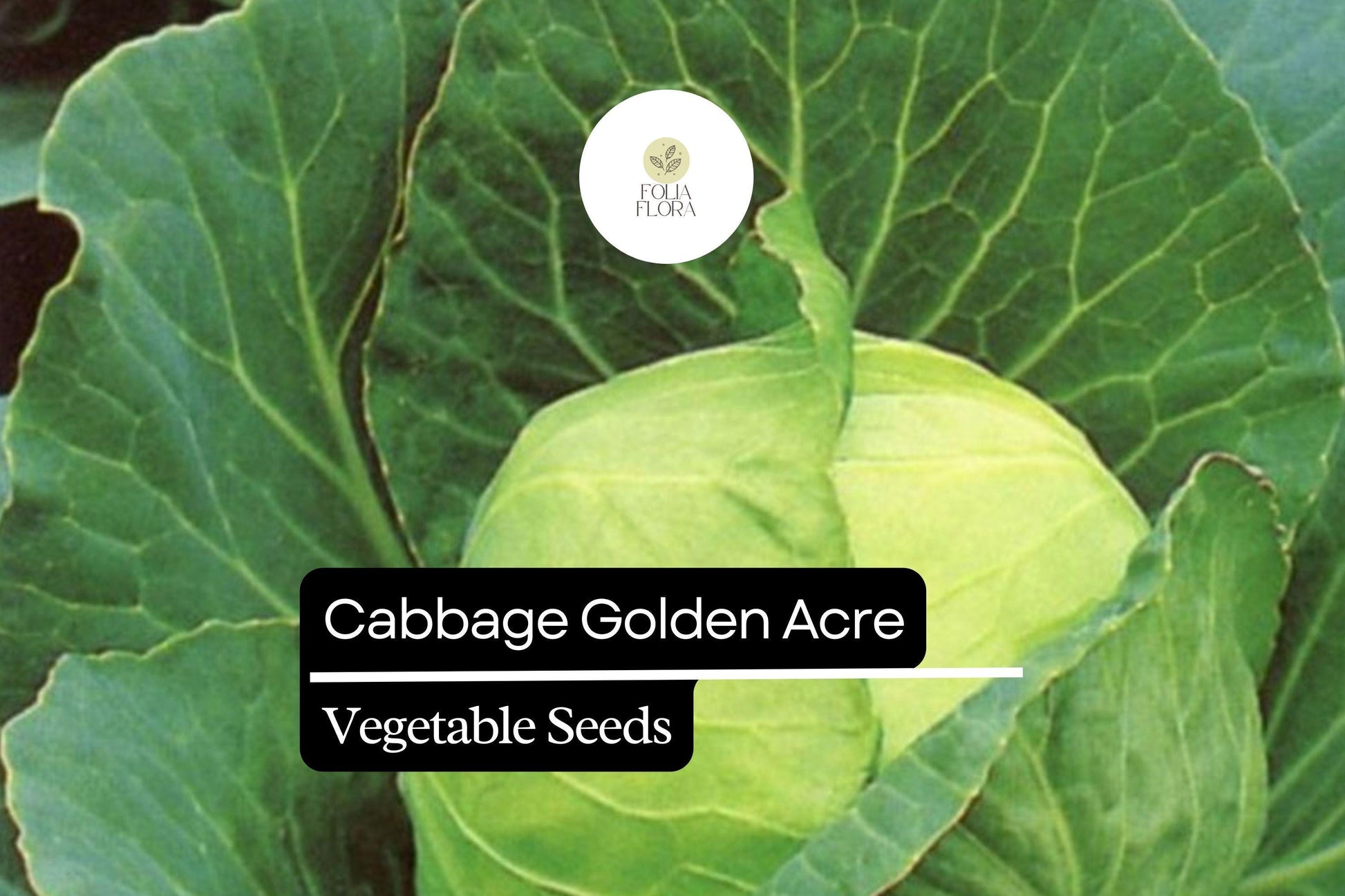 1g Cabbage Golden Acre Seeds Brassica oleracea | Heirloom Variety | Compact, Tender, Sweet Green Heads for Gardening