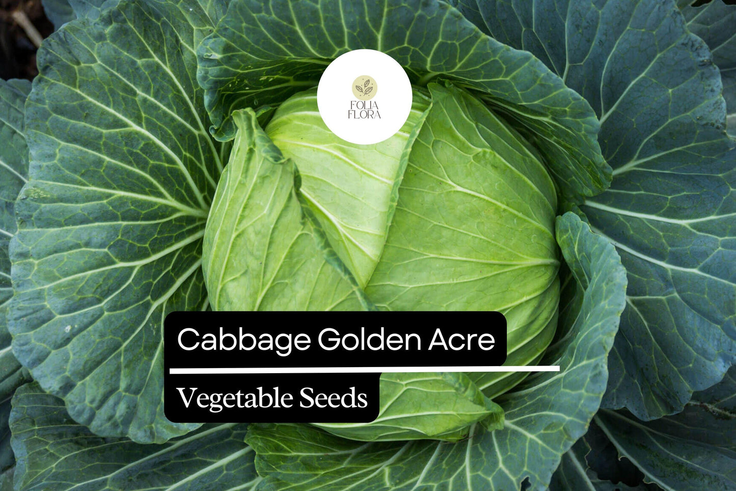 1g Cabbage Golden Acre Seeds Brassica oleracea | Heirloom Variety | Compact, Tender, Sweet Green Heads for Gardening