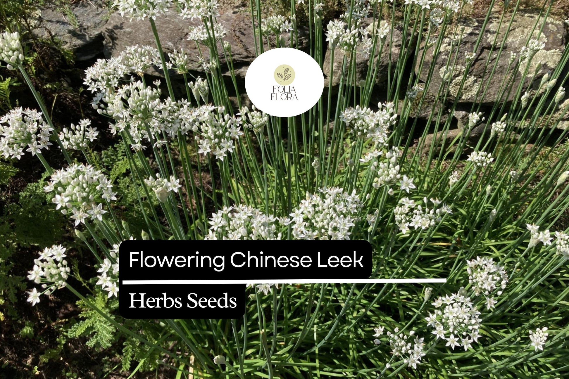 250mg Flowering Chinese Leek Seeds Allium tuberosum | Non-GMO, Heirloom, Edible Greens, Hardy Perennial, Garlic Chive Alternative