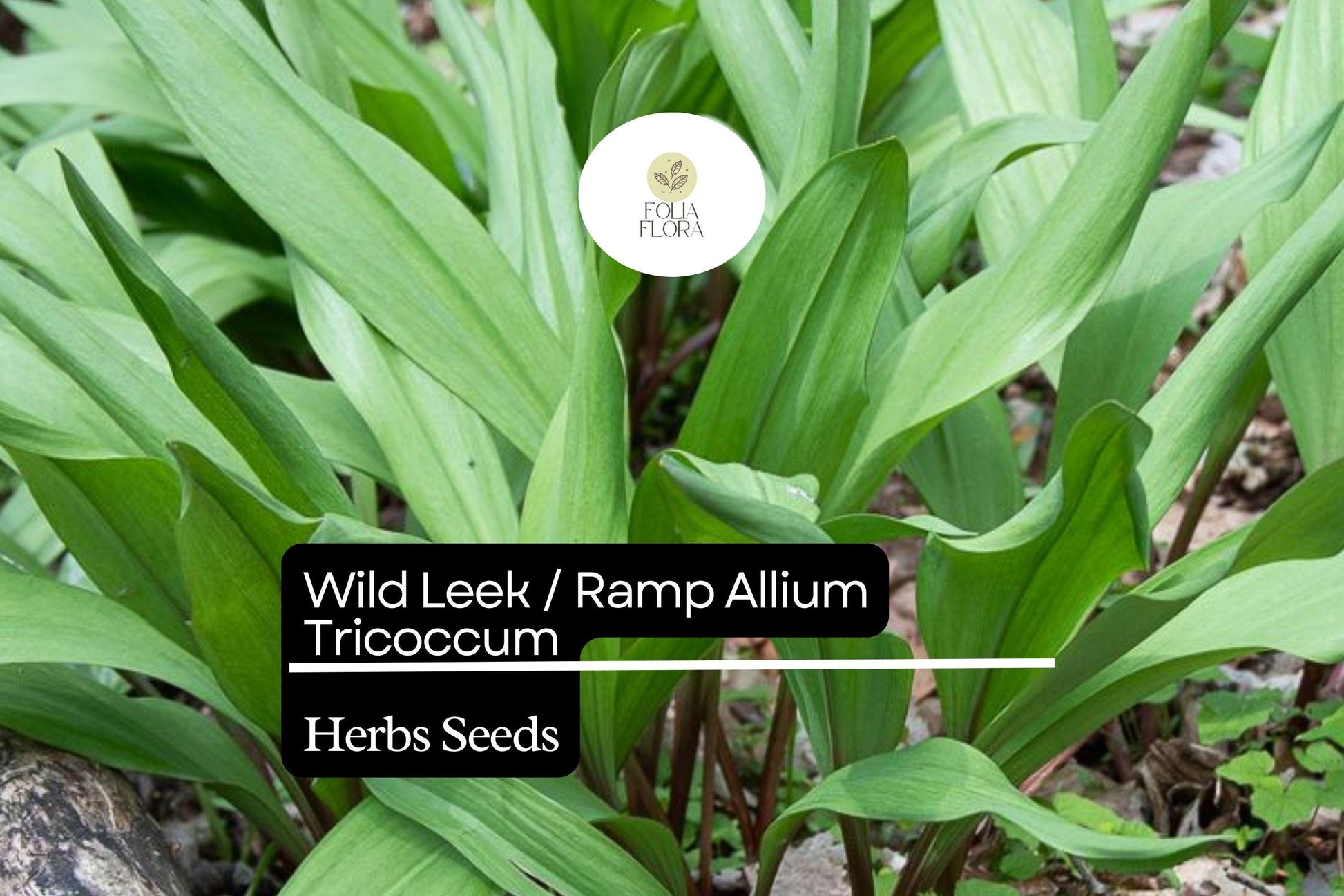 10 Wild Leek Seeds Ramp Allium tricoccum | Heirloom, Non-GMO, Perennial, Woodland Favorite, Gourmet Edible, Rich Onion-Garlic Flavor