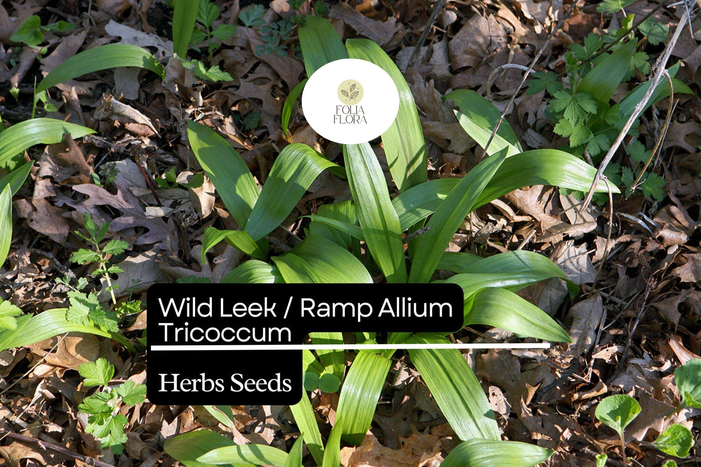 10 Wild Leek Seeds Ramp Allium tricoccum | Heirloom, Non-GMO, Perennial, Woodland Favorite, Gourmet Edible, Rich Onion-Garlic Flavor