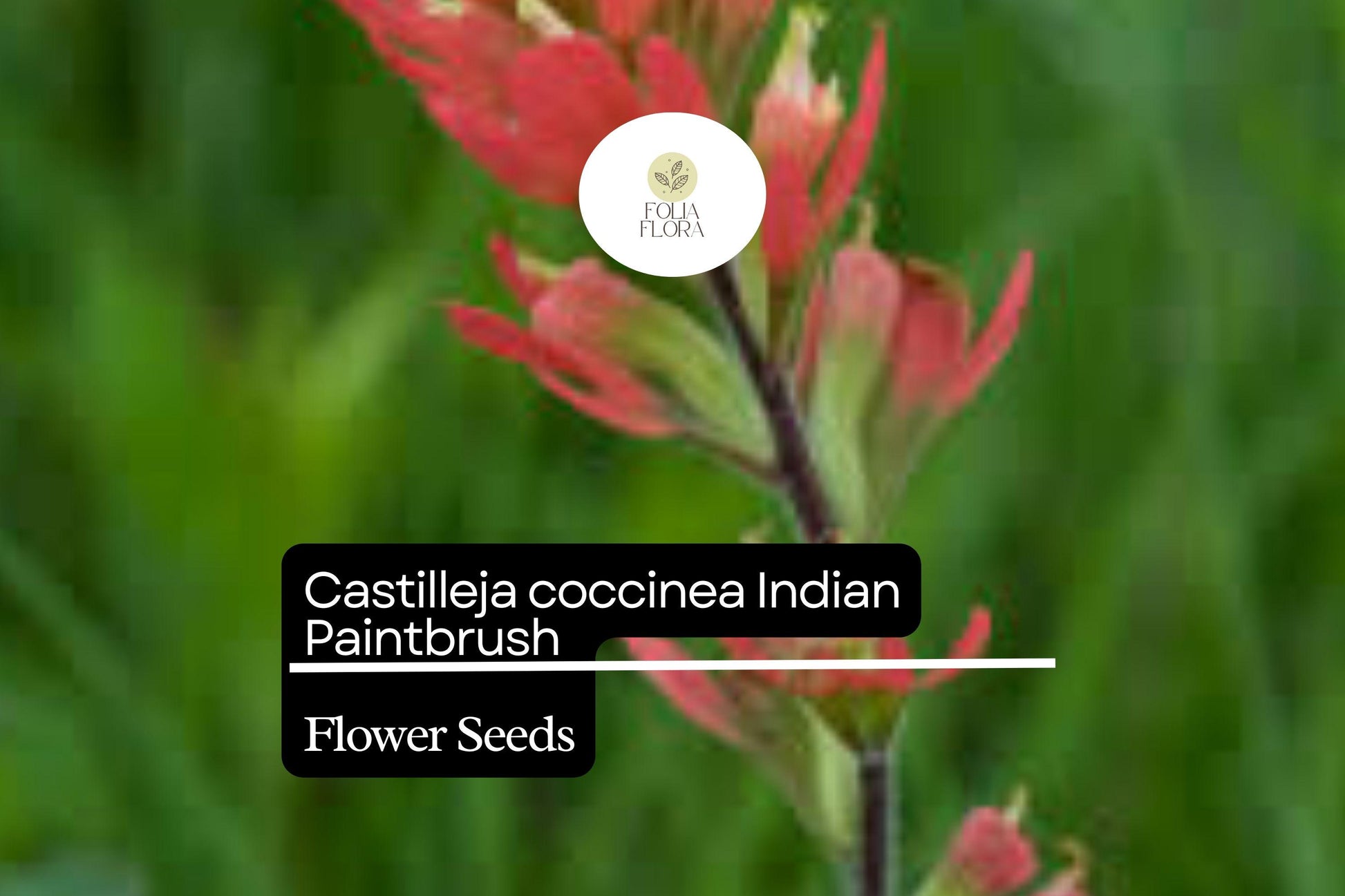 300 Seeds Indian Paintbrush Castilleja coccinea | Vibrant Wildflower, Native Perennial, Non-GMO, Ideal for Native Plant Gardens