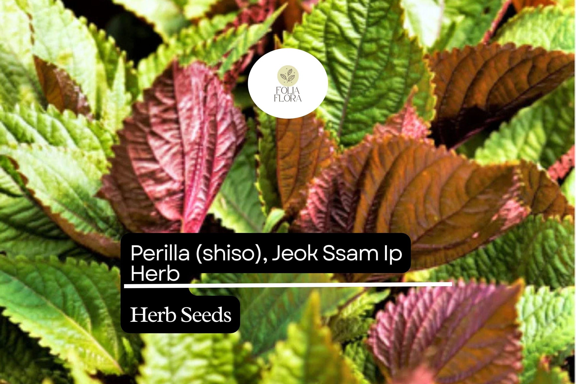 500mg Perilla Shiso Jeok Ssam Ip Seeds Perilla frutescens | Red-Leaf Asian Herb, Aromatic, Non-GMO, Korean Wraps, Pickling & Garnishes