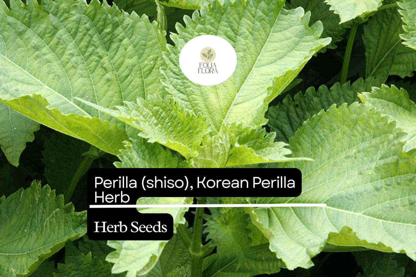Perilla Shiso Korean Perilla Herb Seeds 500mg | Perilla frutescens | Non-GMO, Aromatic, Green Leaf, Korean Cooking, Medicinal Herb