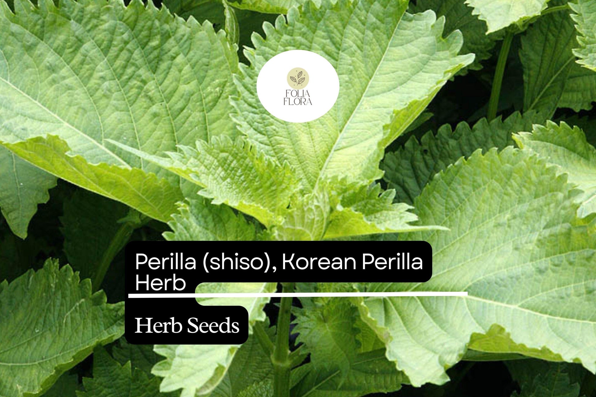 Perilla Shiso Korean Perilla Herb Seeds 500mg | Perilla frutescens | Non-GMO, Aromatic, Green Leaf, Korean Cooking, Medicinal Herb