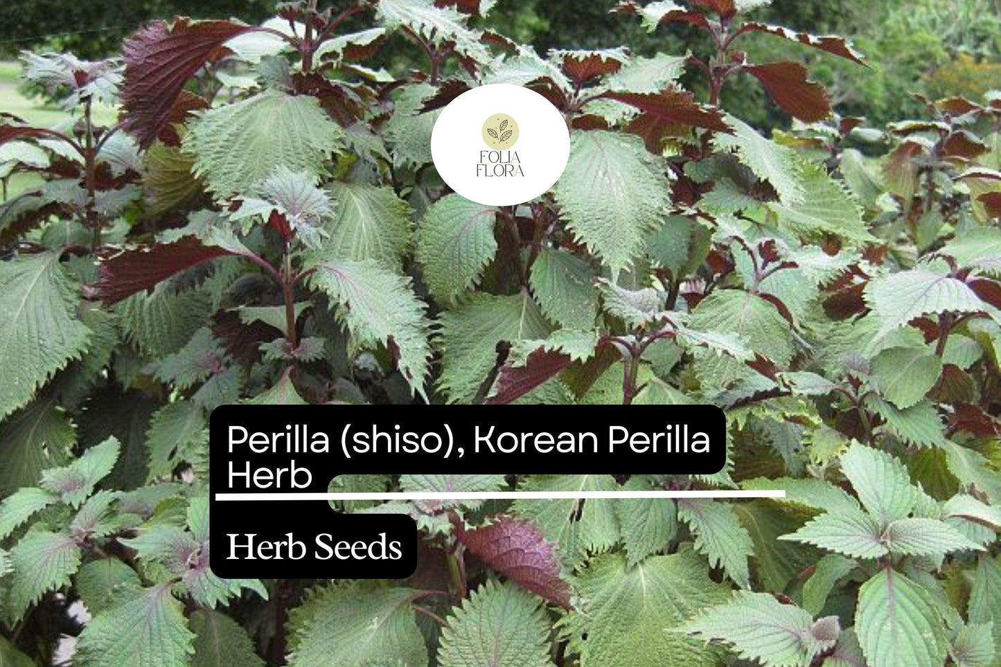 Perilla Shiso Korean Perilla Herb Seeds 500mg | Perilla frutescens | Non-GMO, Aromatic, Green Leaf, Korean Cooking, Medicinal Herb