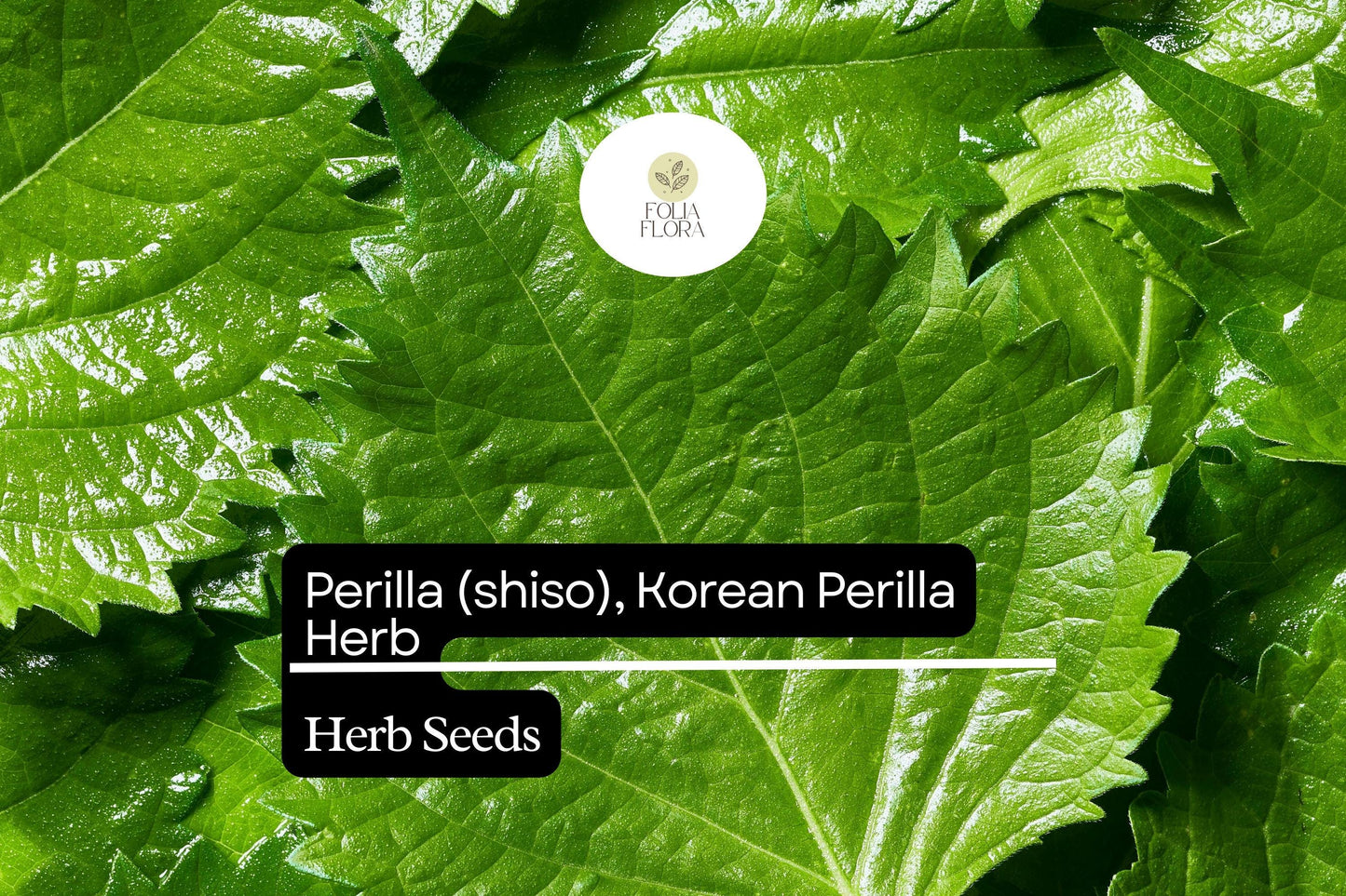 Perilla Shiso Korean Perilla Herb Seeds 500mg | Perilla frutescens | Non-GMO, Aromatic, Green Leaf, Korean Cooking, Medicinal Herb